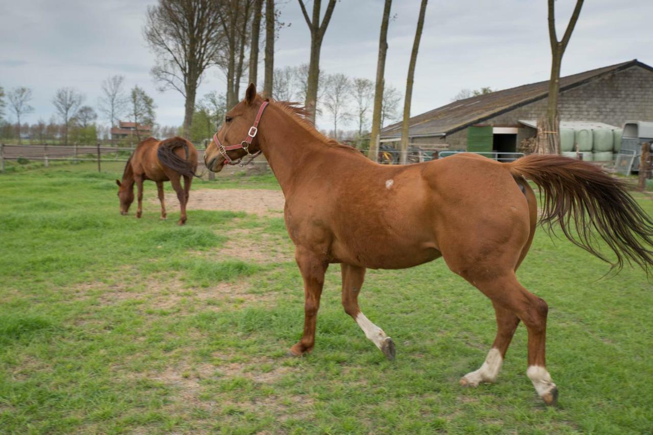 Boeren Biezen Bed Landelijk别墅 外观 照片