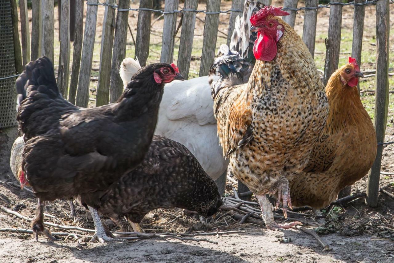 Boeren Biezen Bed Landelijk别墅 外观 照片